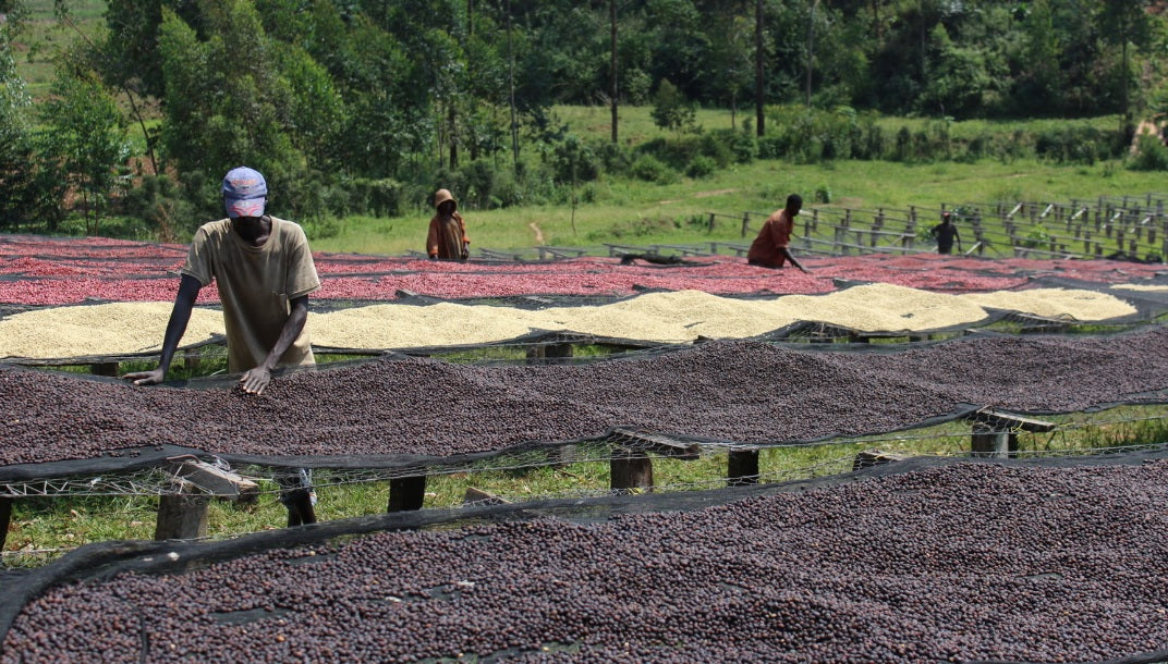 Workers manually spread and tend large trays of dark red coffee cherries outdoors in a lush green farm setting.
