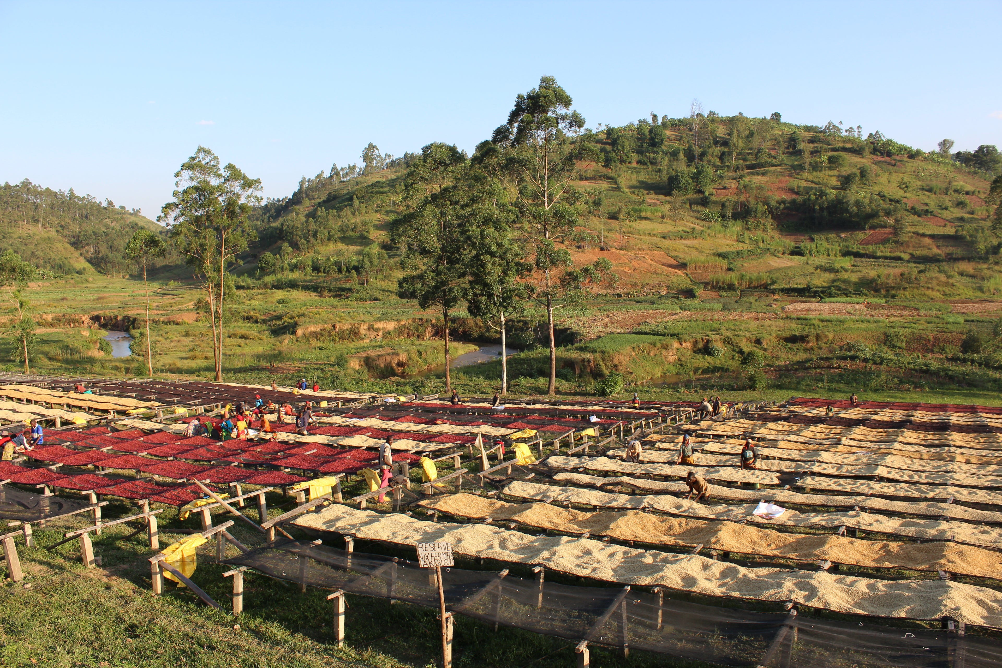 A wide outdoor landscape showing rows of coffee beans spread out in a field, with people working among them and green hills in the background under a blue sky.