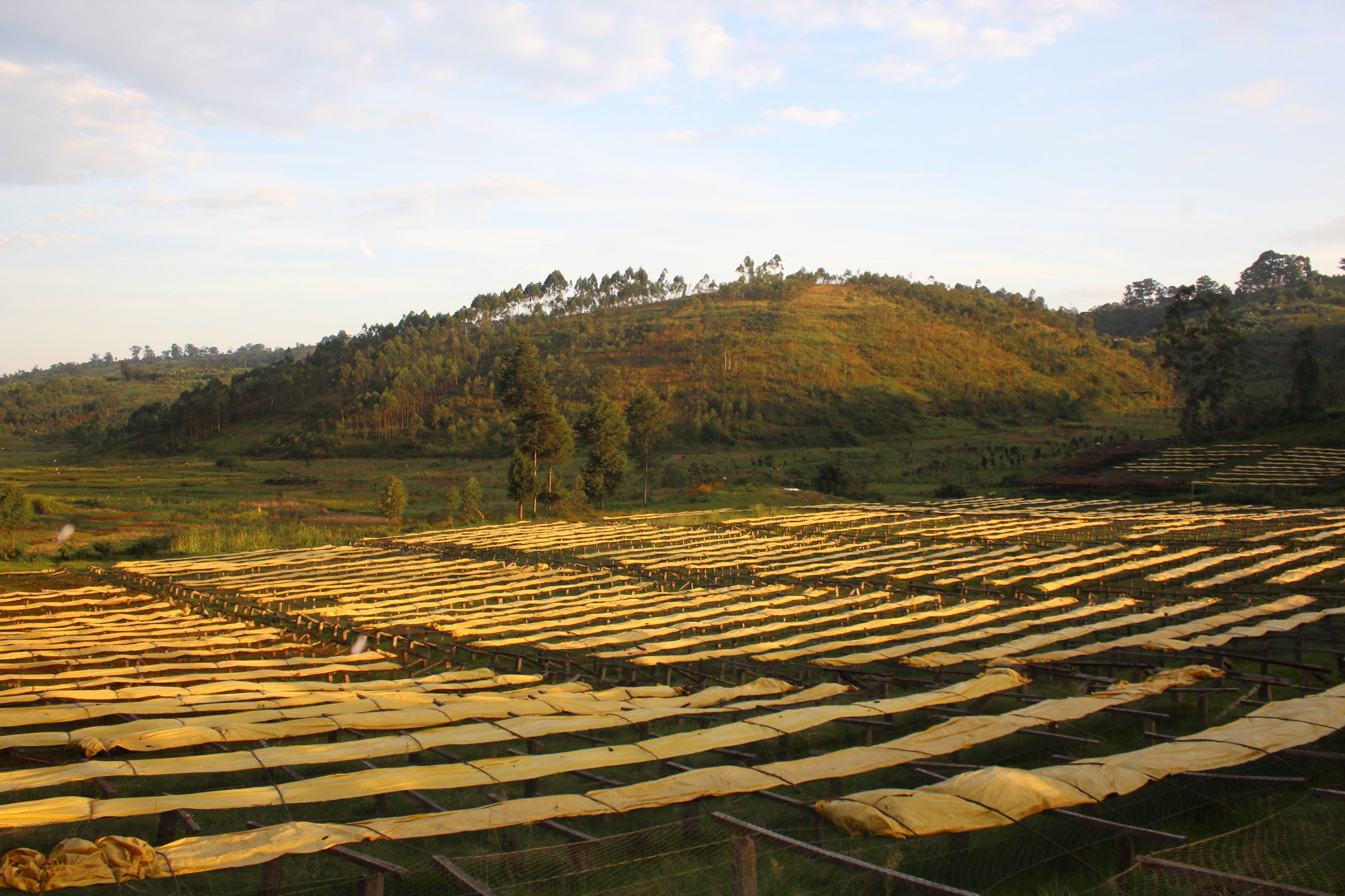 A scenic landscape photograph showing rows of dried yellow mats laid out on the coffee beans in the foreground, with a grassy hill covered in trees in the background under a cloudy sky.